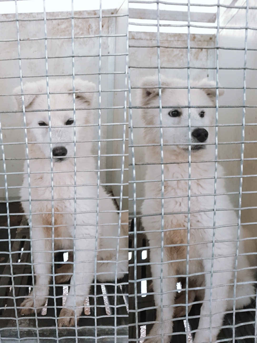 믹스견 이미지 파일 입니다.